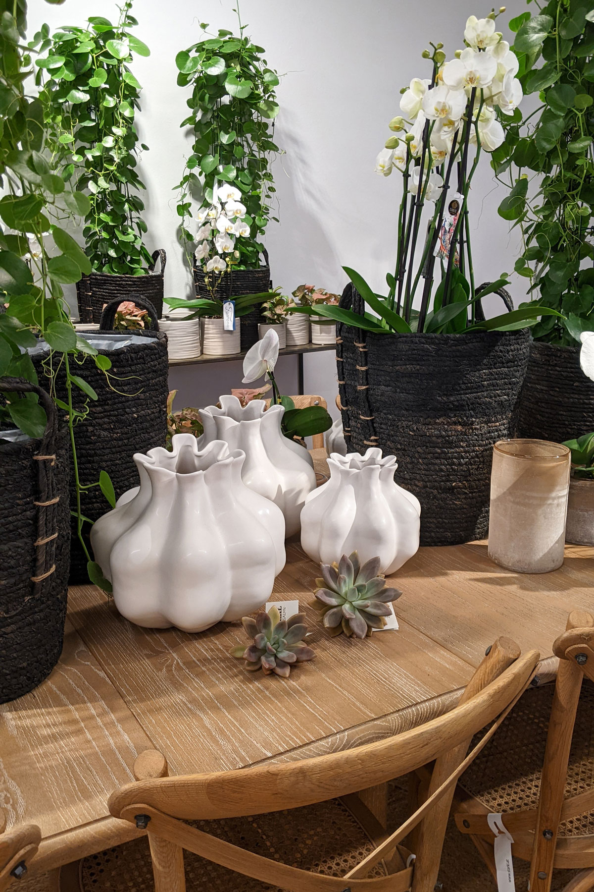Starkl Stadtsalon: Zimmerpflanzen Shopping | Ocker Studio
